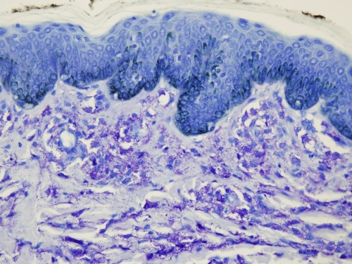 histology continuing education