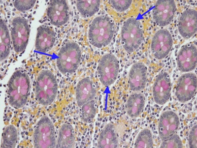 special stains histology histologist professional continuing education